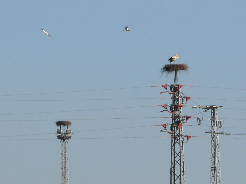 0143 P1180025 Stork nests