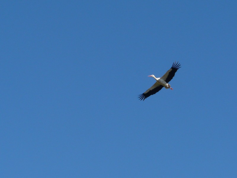 0146 P1180029 stork flying