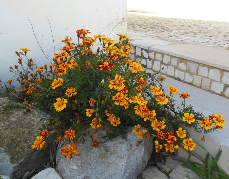 0832 DSCN0446-1 Marigolds Grow Like Weeds in Mexilhoeira Grande