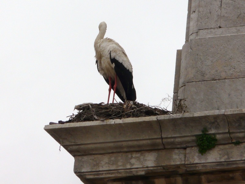 0971 P1190532 Stork on  Faro Cathedral