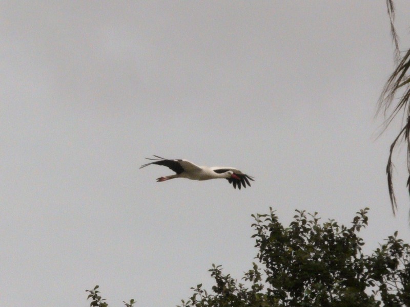 0977 P1190537 Flying Stork Faro