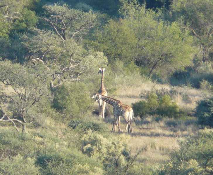 216d P1260887 Giraffe Mtn View