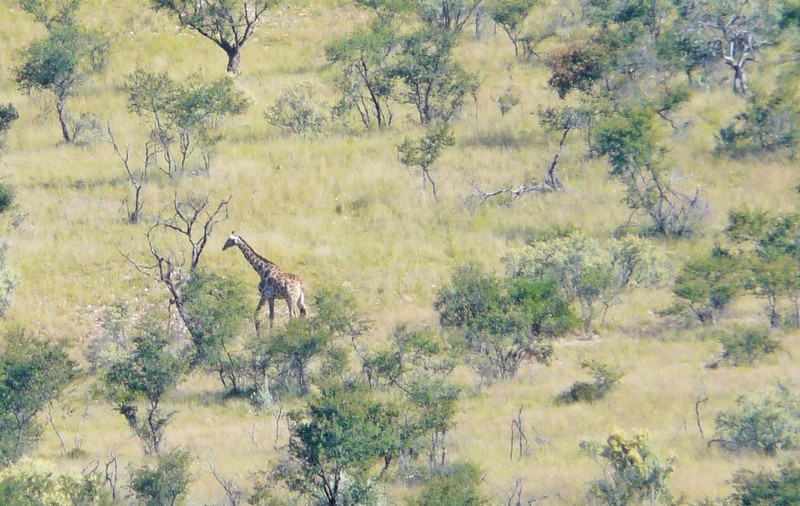 216f P1260892 Giraffe Mtn View