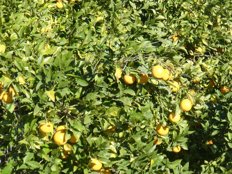 CIMG0293 Oranges Avola