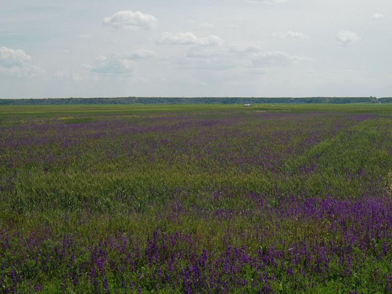CIMG1067 Fields of Lavender