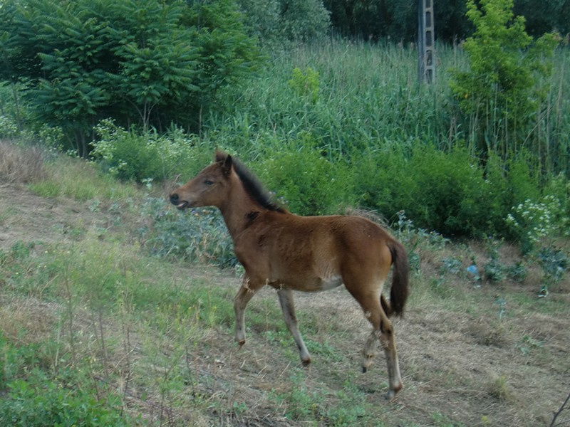 CIMG1155 Wild foal