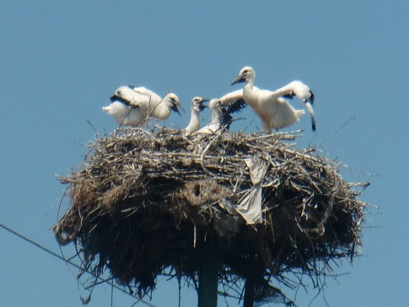 CIMG1378 baby storks in Lazurile