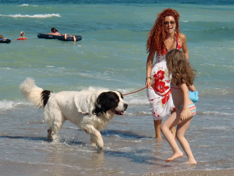 CIMG1460 Vama Veche Dog on Beach