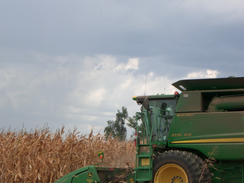 CIMG1508 Harvesting the Corn