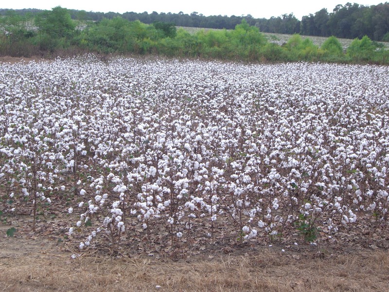 CIMG1707 Cotton Fields