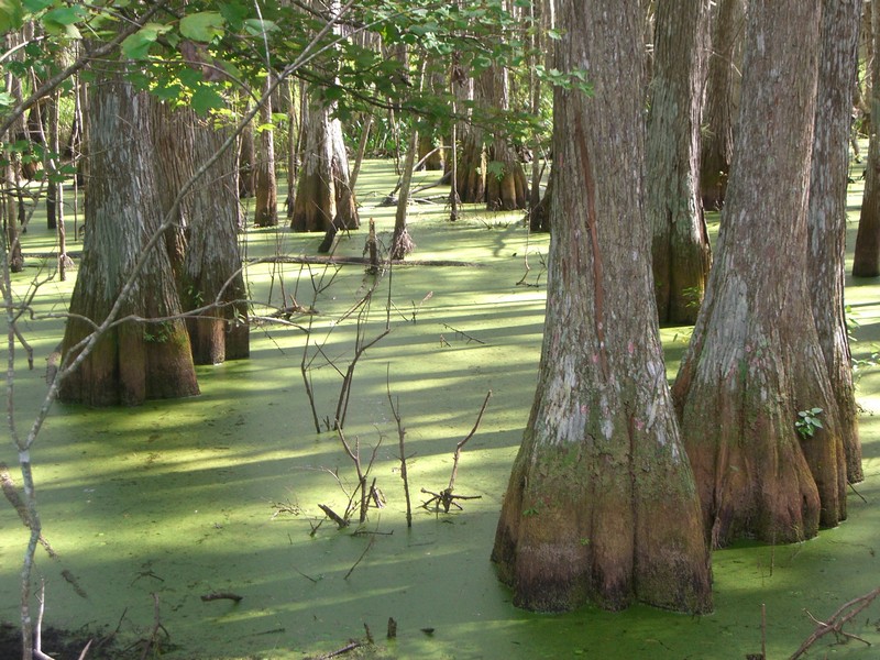 CIMG1815 Green Swamp