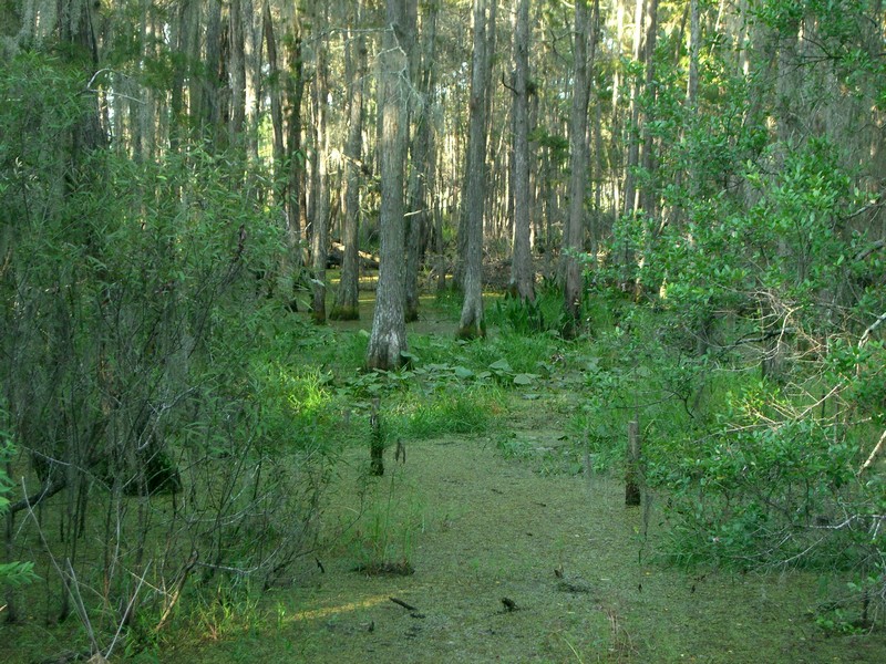 CIMG1821 Green Swamp