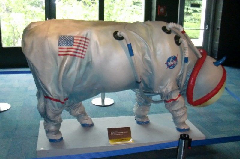 CIMG2764 Space cow
