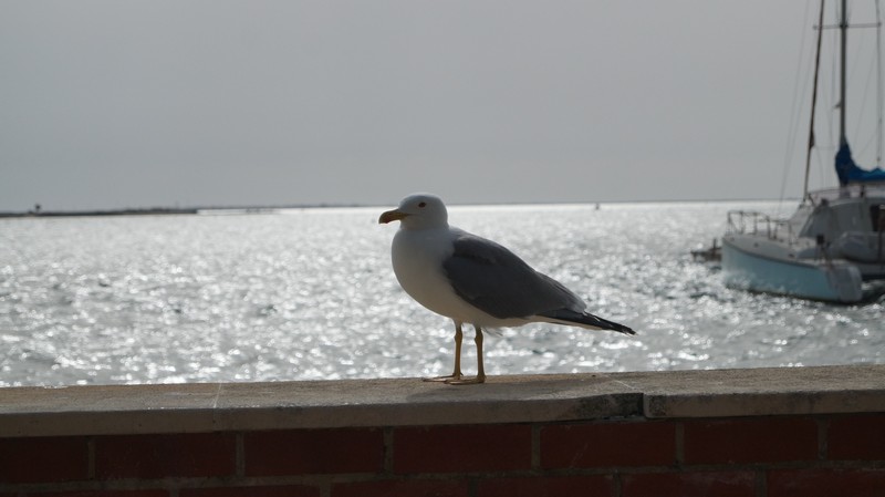 DSC09392 Seagull