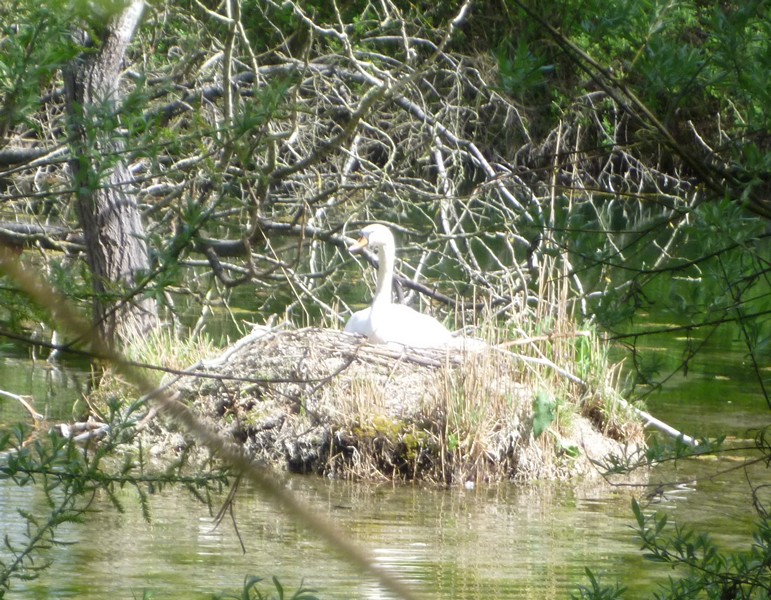 P1000337 Swan on Nest