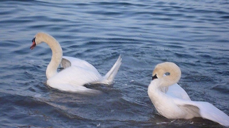 P1000345 Swans Fighting