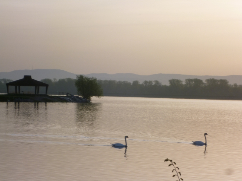 P1000359 Swans on the Rhine