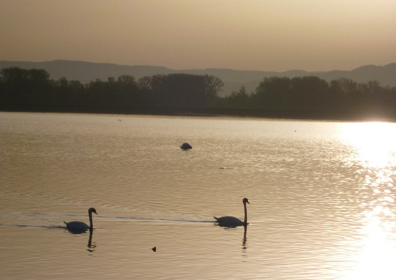 P1000360 Swans at sunrise