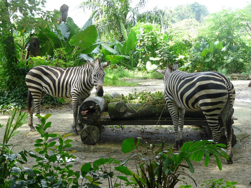 P1090445 Zoo zebra