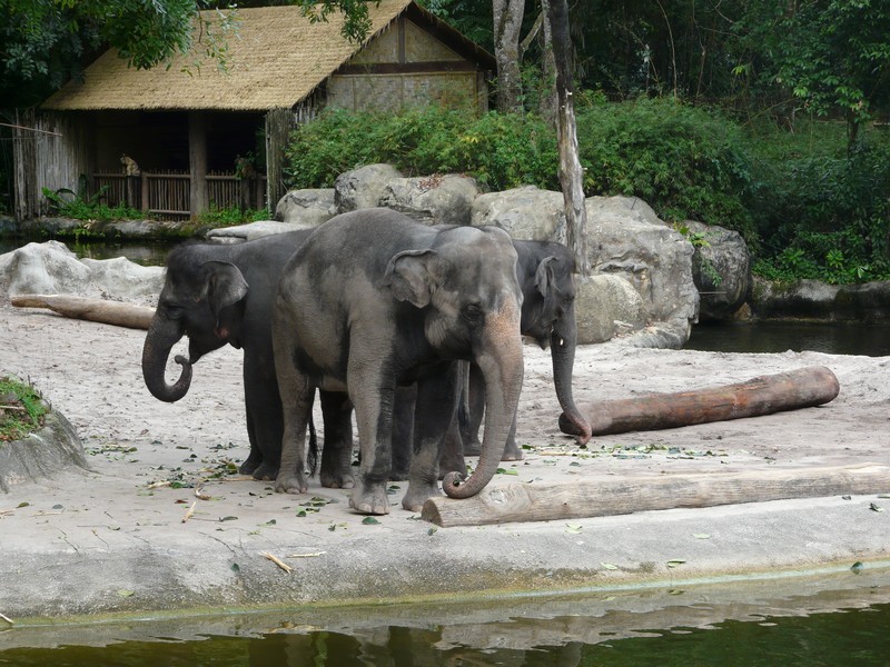 P1090499 Zoo elephants