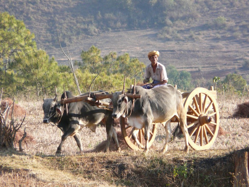 P1100503 Oxcart returning from field