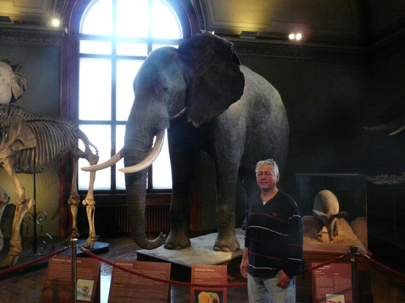 P1110591 Rudi Elephant