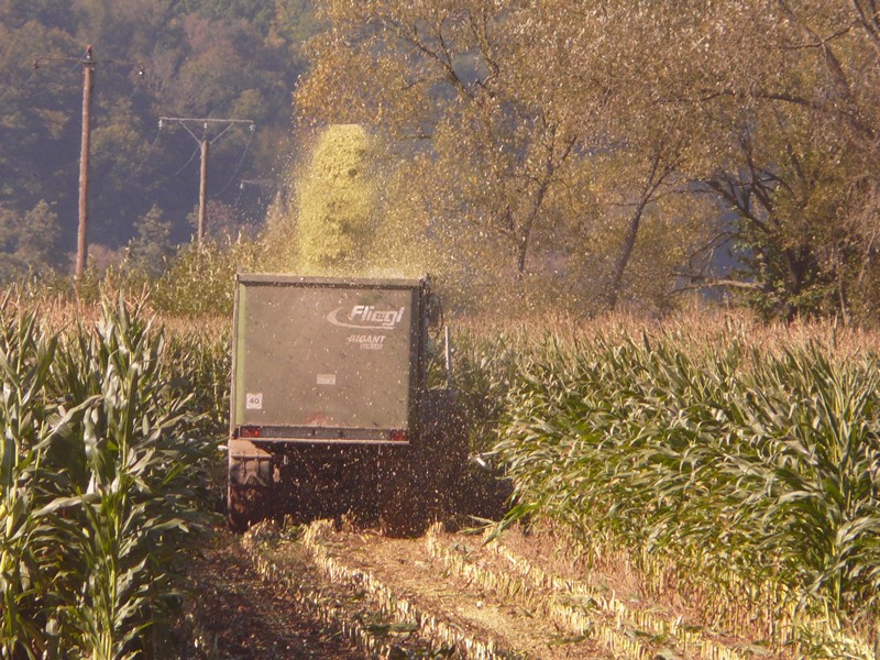 P1130924 Harvesting corn