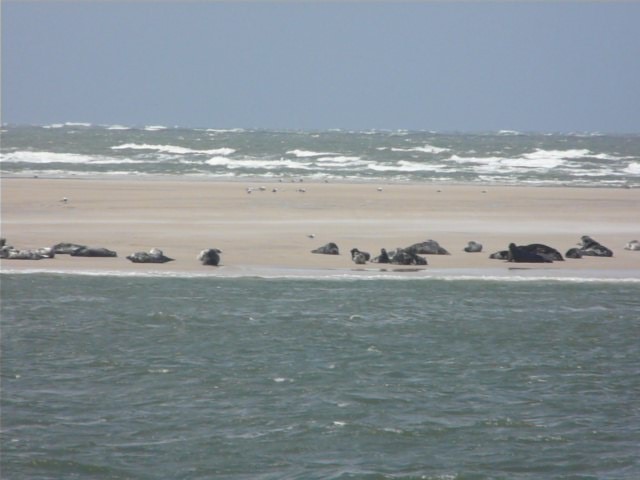 P1240671 sea lions