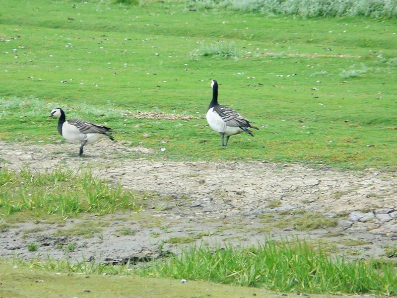 P1240780 Geese