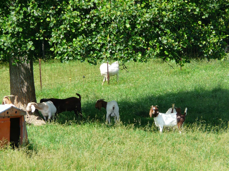 P1270626 Goats