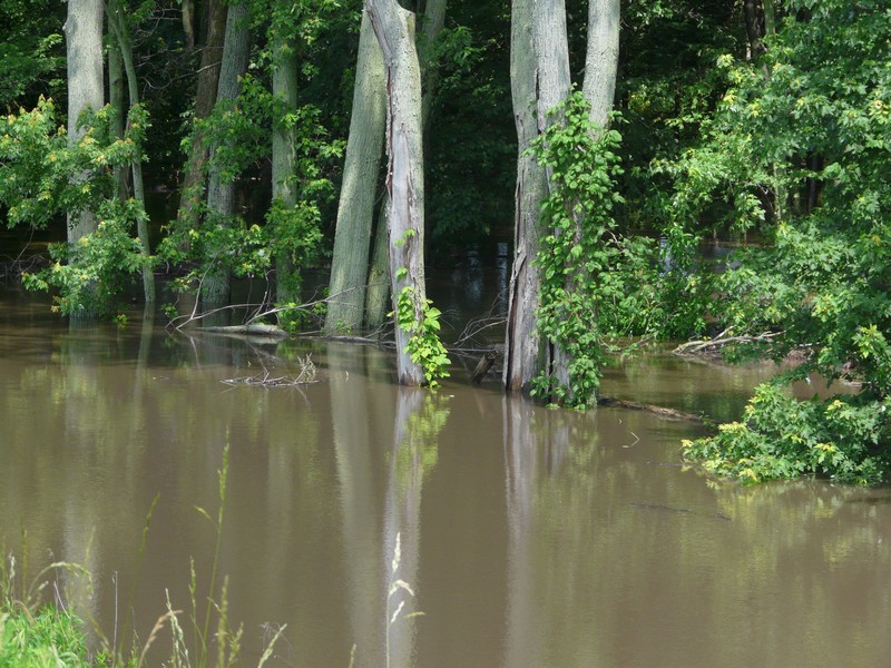 P1270895 swamp