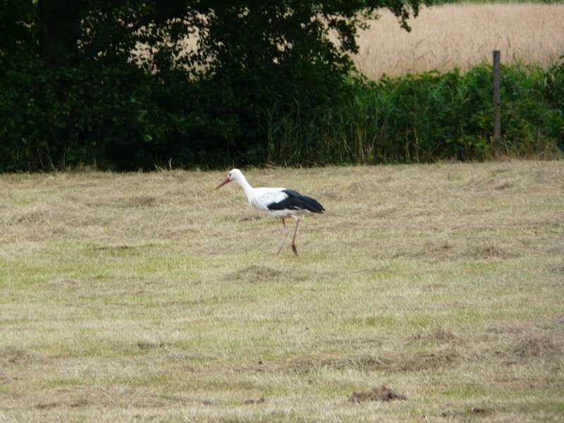 P1280191 Stork
